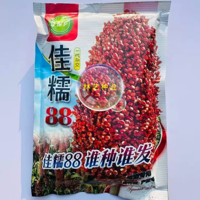 佳糯88高粱种子抗倒抗旱耐高温高产抗病酿酒专用糯高粱籽