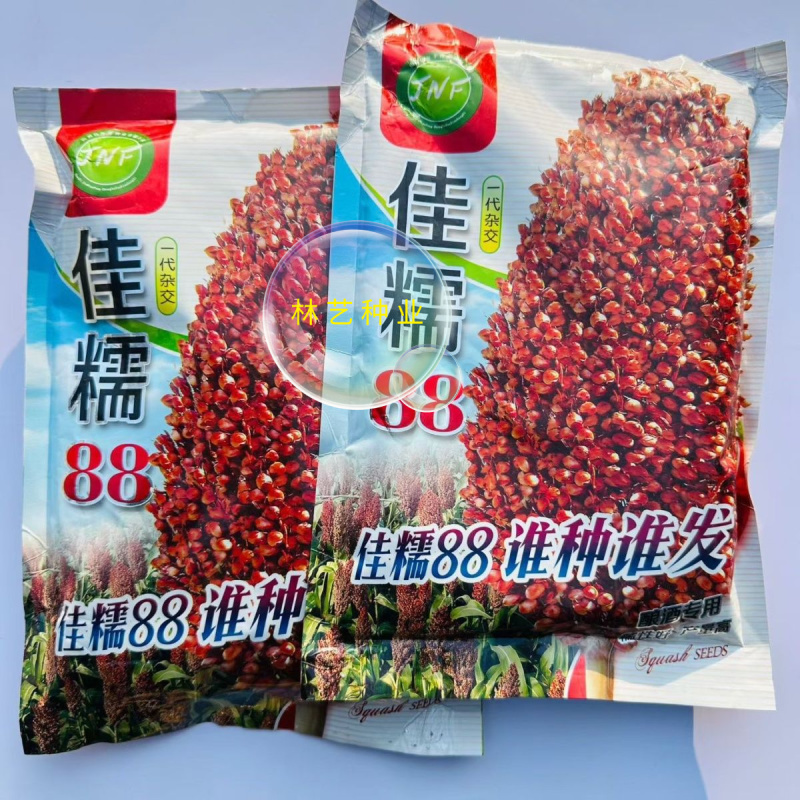 佳糯88高粱种子抗倒抗旱耐高温高产抗病酿酒专用糯高粱籽