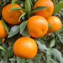 资阳沃柑