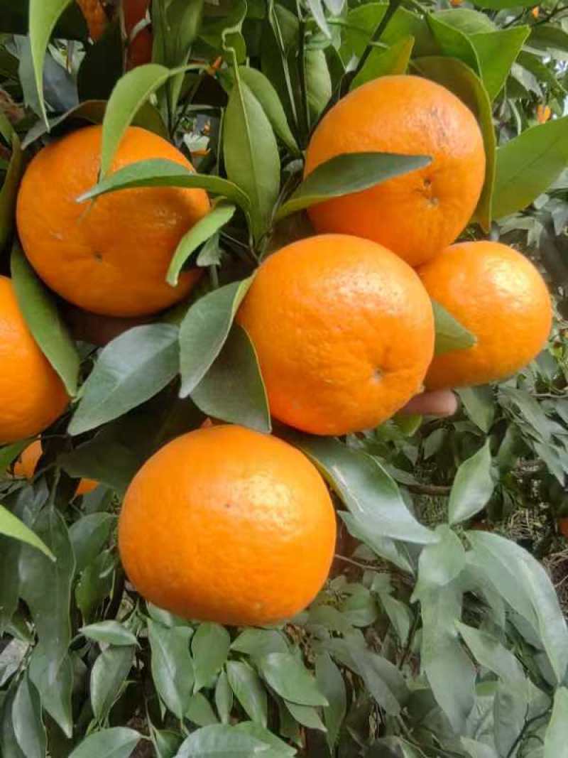 资阳沃柑