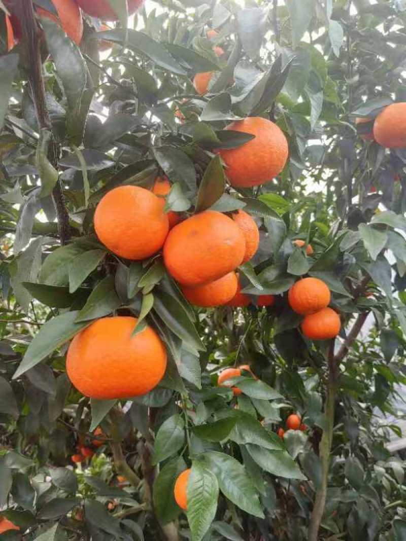 资阳沃柑