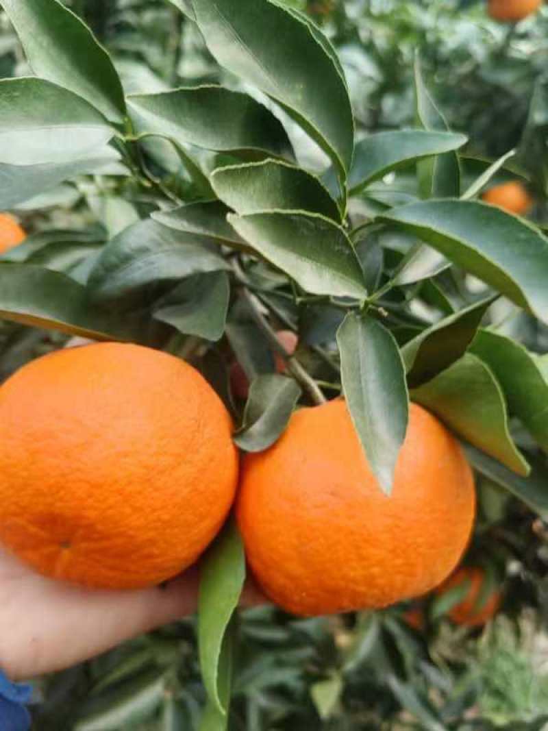 资阳沃柑