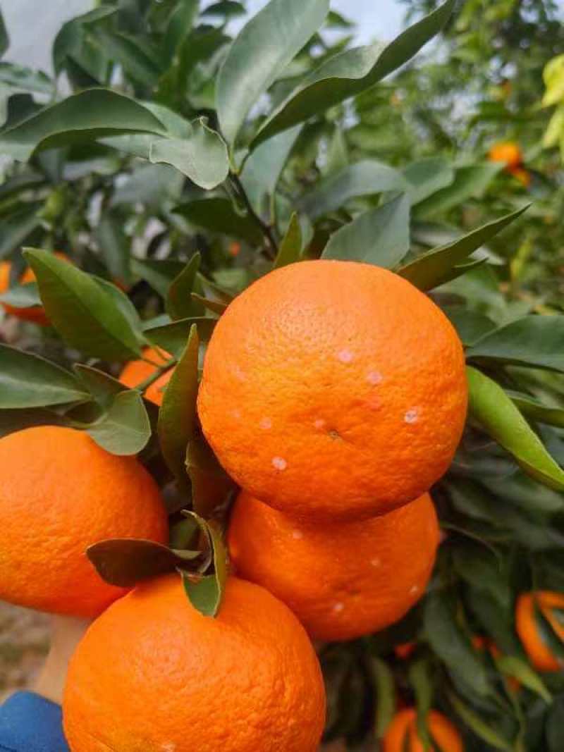 资阳沃柑