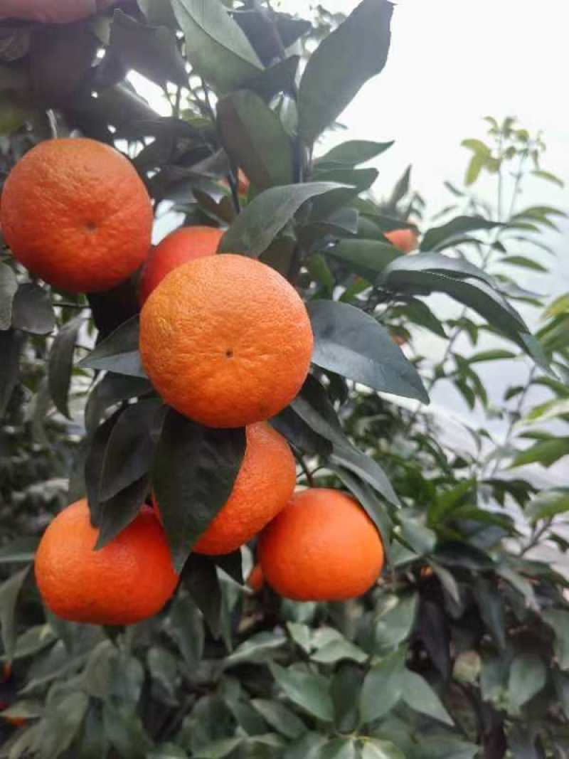 资阳沃柑