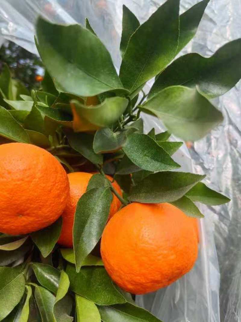 资阳沃柑