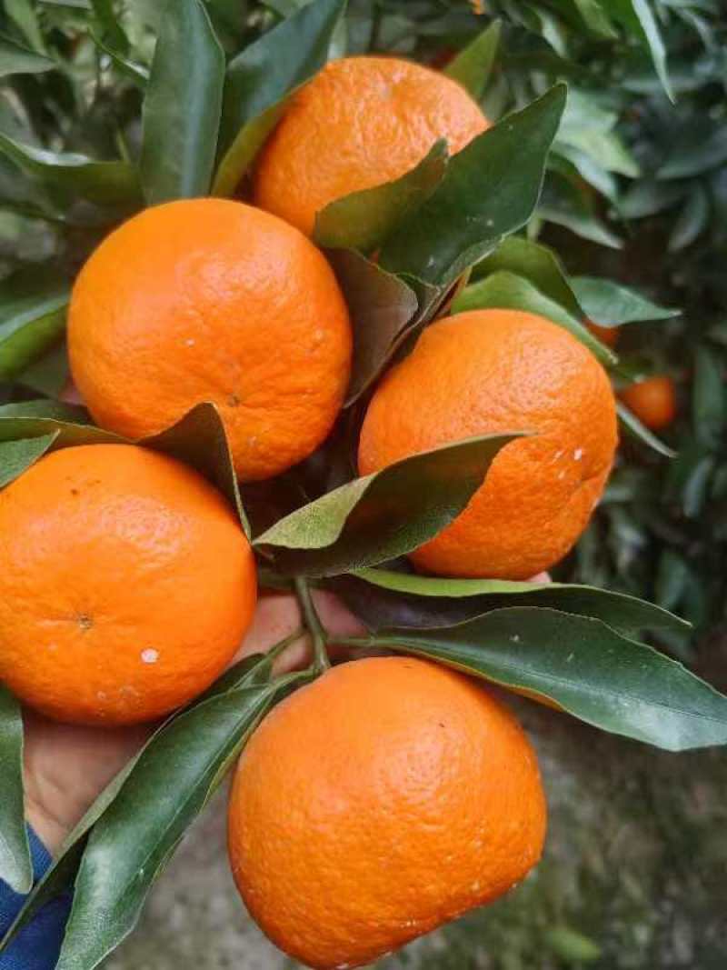 资阳沃柑