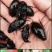 金边龙虱水老鳖龙虱蜻蜓幼虫水蜈蚣批发