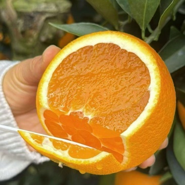 奉节脐橙72/1火热销售个大肉厚汁水多