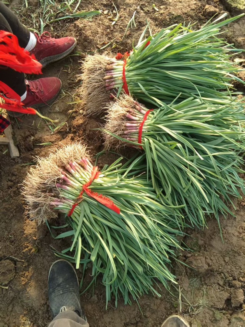 江苏红根蒜苗，农户自种，可加工水洗专业代办价优质好