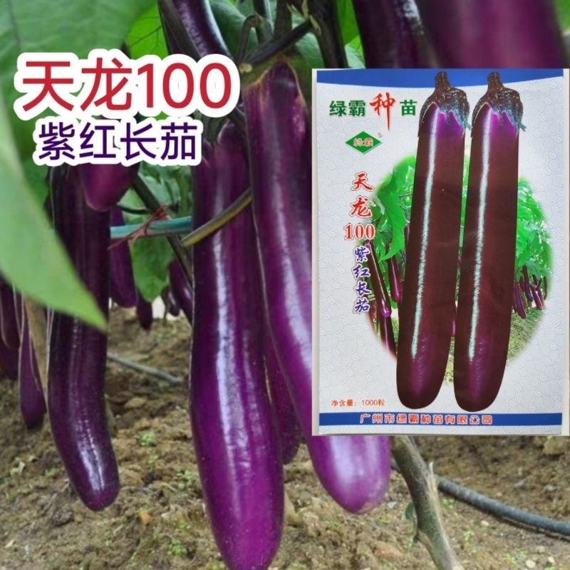 绿霸天龙100紫红长茄种子中晚熟长条型深紫红长茄子头尾匀