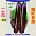 绿霸天龙100紫红长茄种子中晚熟长条型深紫红长茄子头尾匀