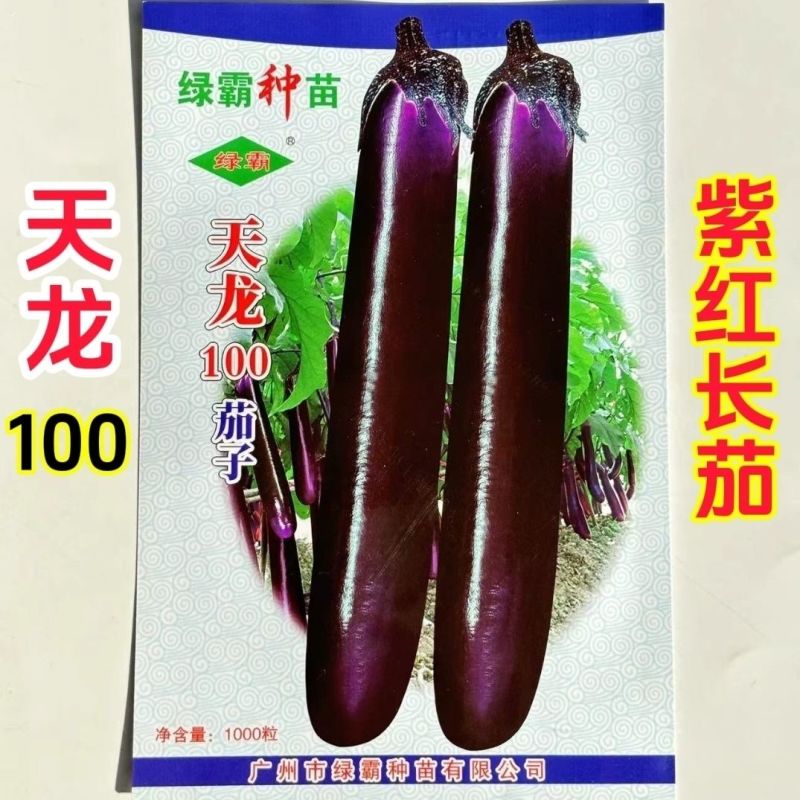 绿霸天龙100紫红长茄种子中晚熟长条型深紫红长茄子头尾匀