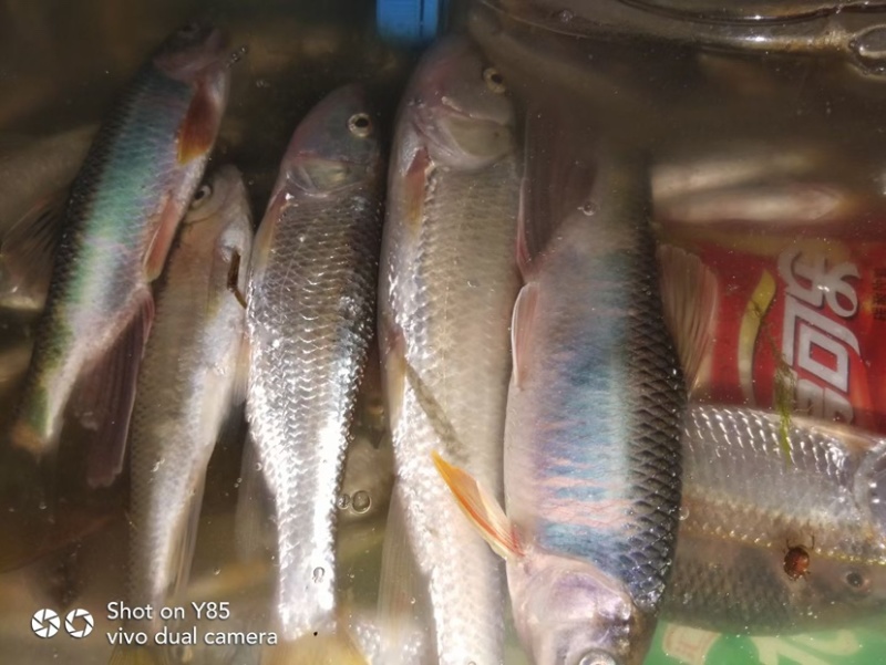 桃花鱼
