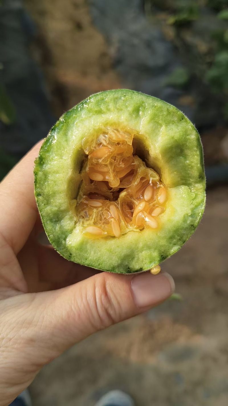 羊角蜜长年供应，直供全国各类团购仓，各大批发市场及商超