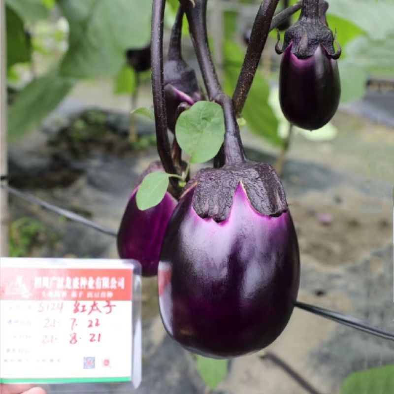 龙盛红太子F1紫皮茄子种子早熟果实椭圆形耐寒性强耐热高产