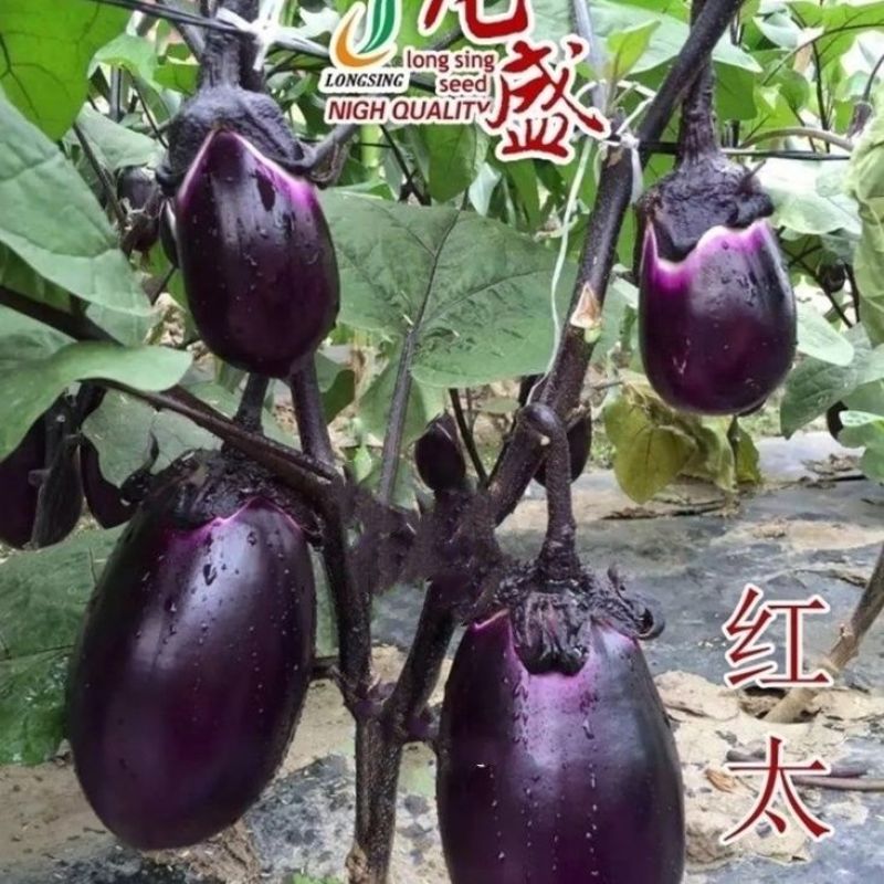 龙盛红太子F1紫皮茄子种子早熟果实椭圆形耐寒性强耐热高产