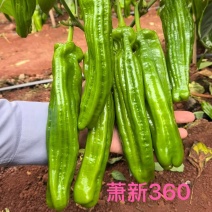 萧新360大果灯笼泡椒种子早熟中辣薄皮椒顺直高产基地专用