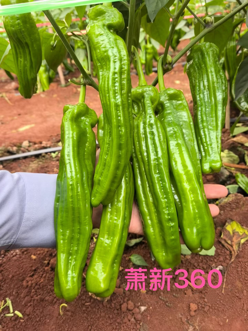 萧新360大果灯笼泡椒种子早熟中辣薄皮椒顺直高产基地专用