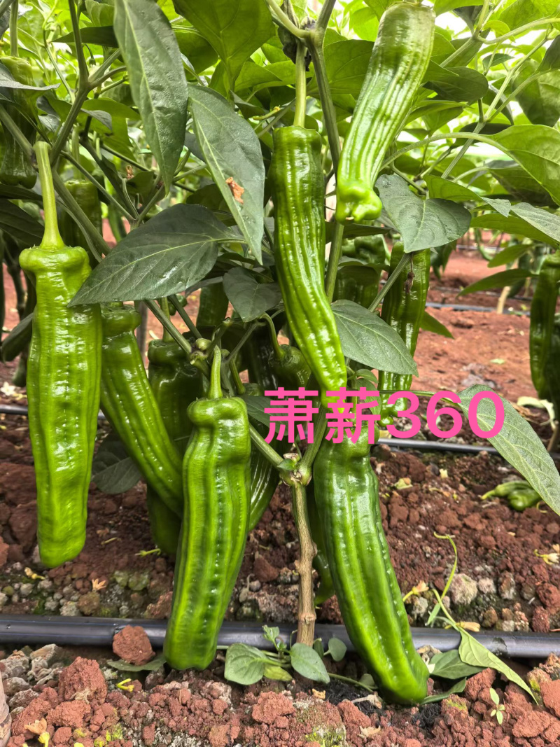 萧新360大果灯笼泡椒种子早熟中辣薄皮椒顺直高产基地专用