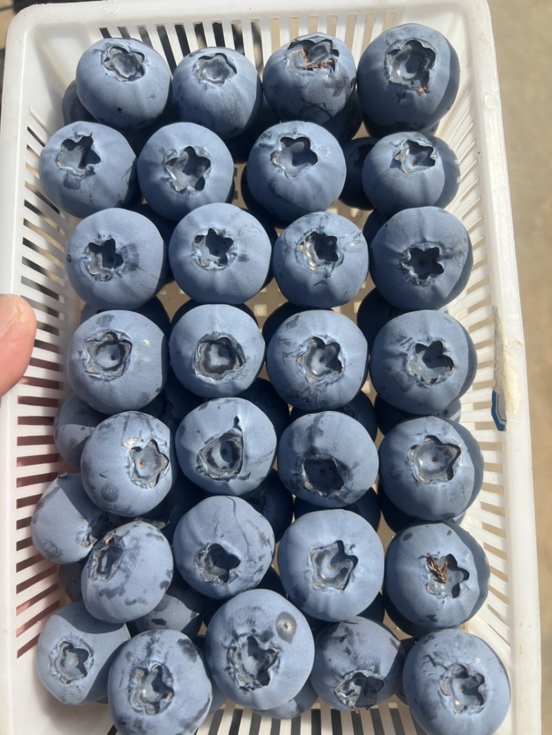山东日照莒县蓝莓大量上市价格不高