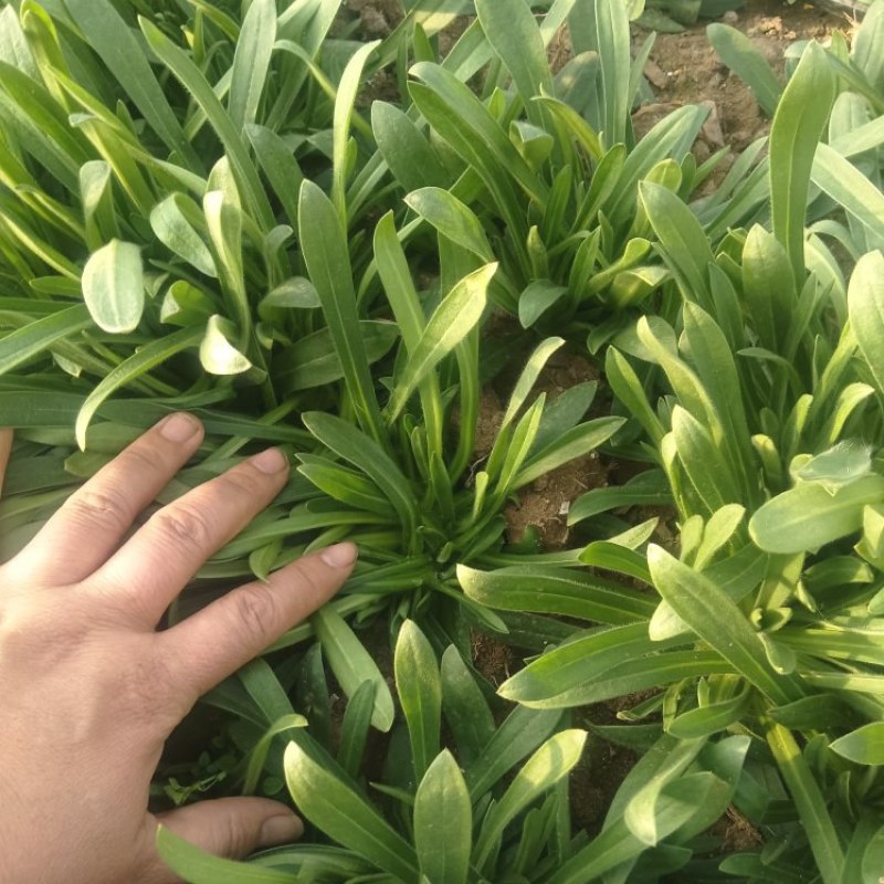 济南章丘区大叶面条菜