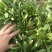 济南章丘区大叶面条菜