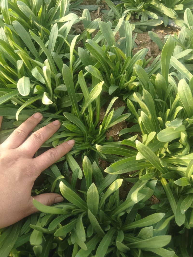 济南章丘区大叶面条菜