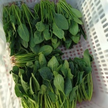 济南章丘区大叶菠菜
