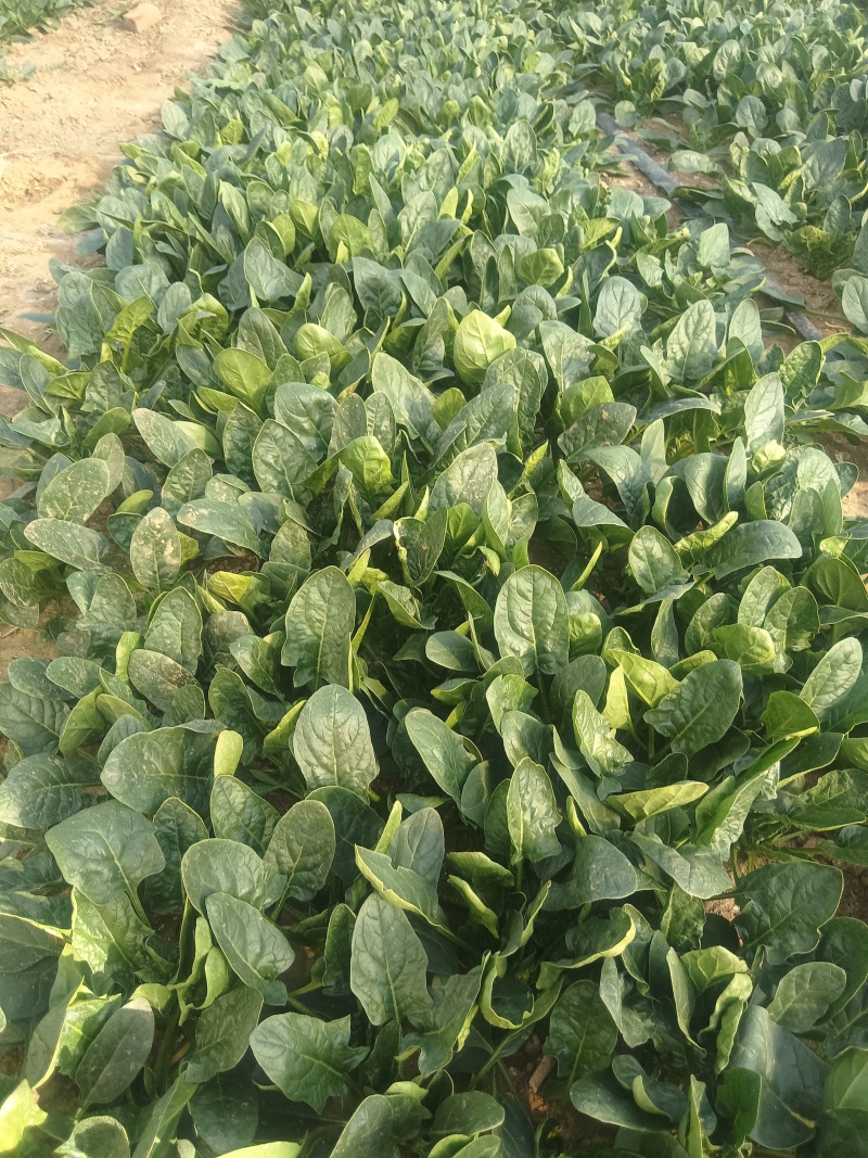 济南章丘区大叶菠菜
