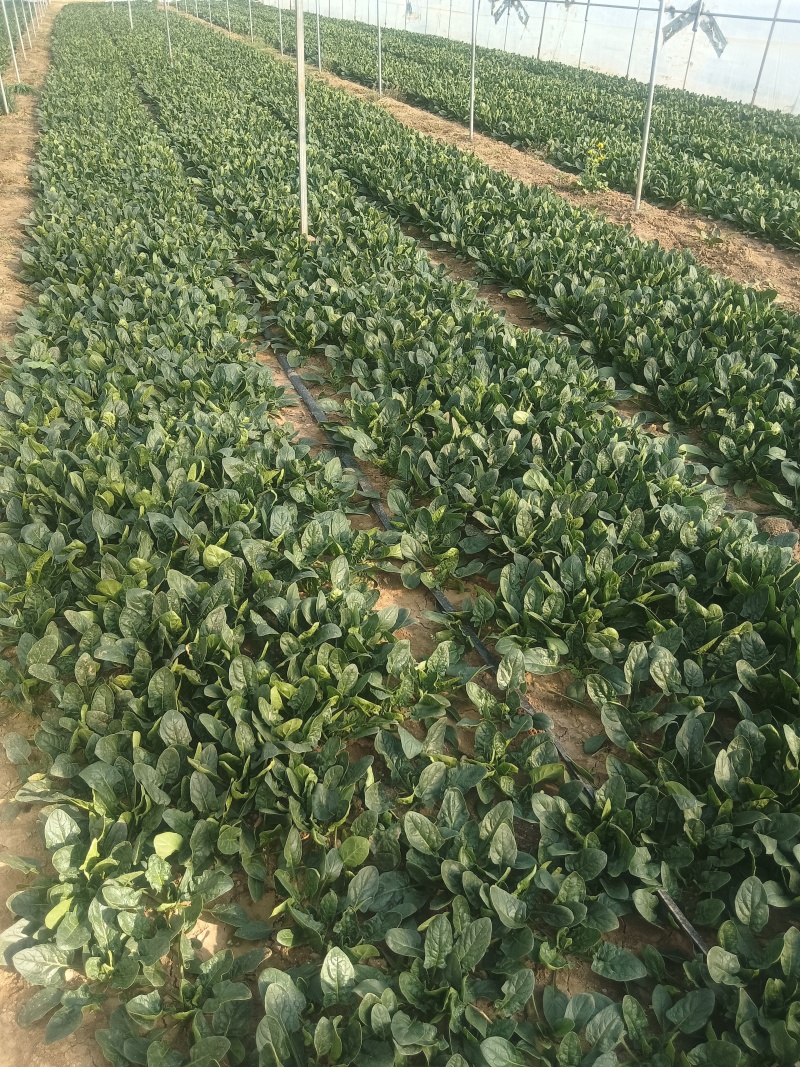 济南章丘区大叶菠菜