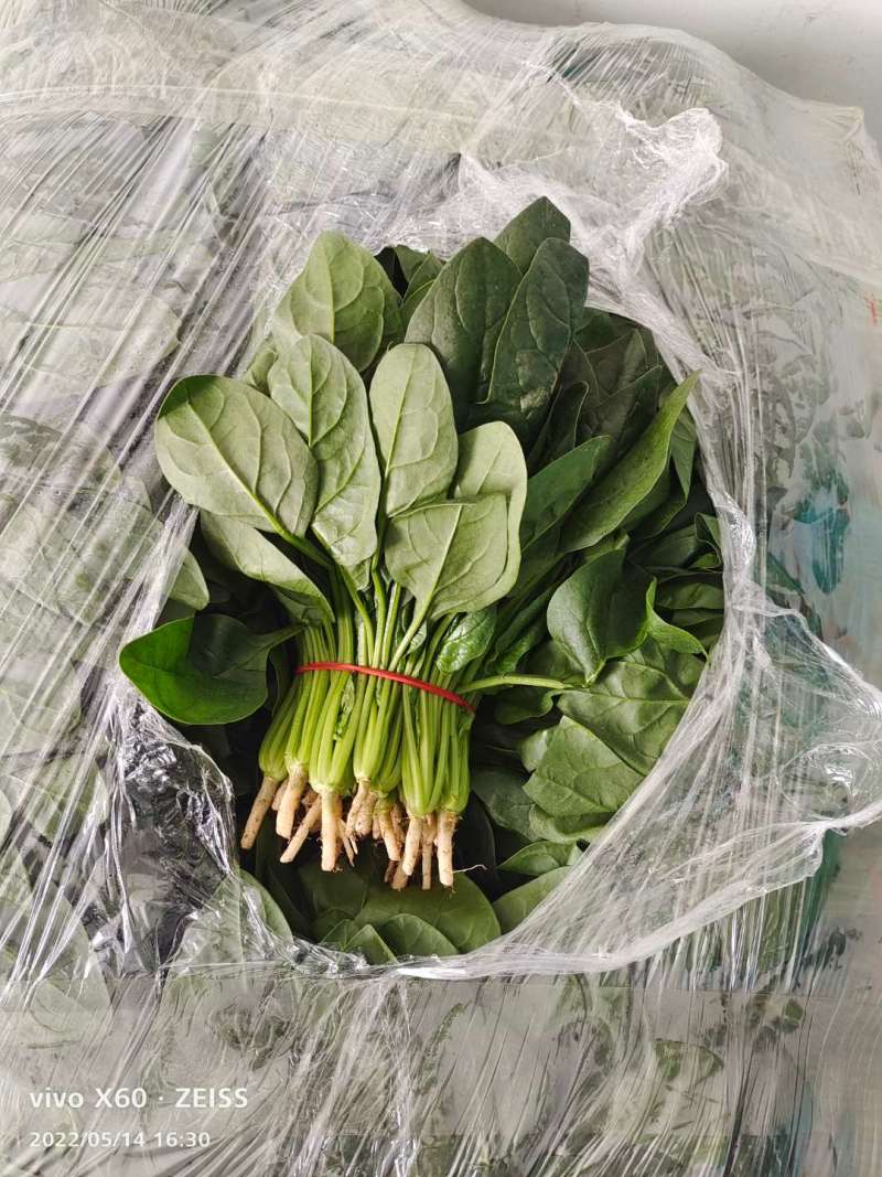 菠菜
