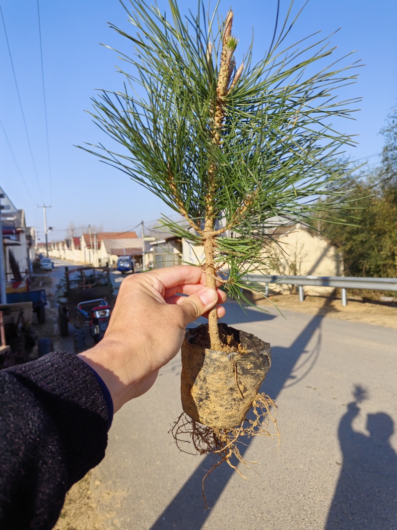 20公分油松小杯苗，30公分油松小苗，40公分油松苗，8