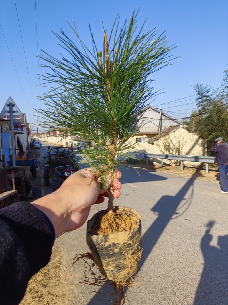 20公分油松小杯苗，30公分油松小苗，40公分油松苗，8