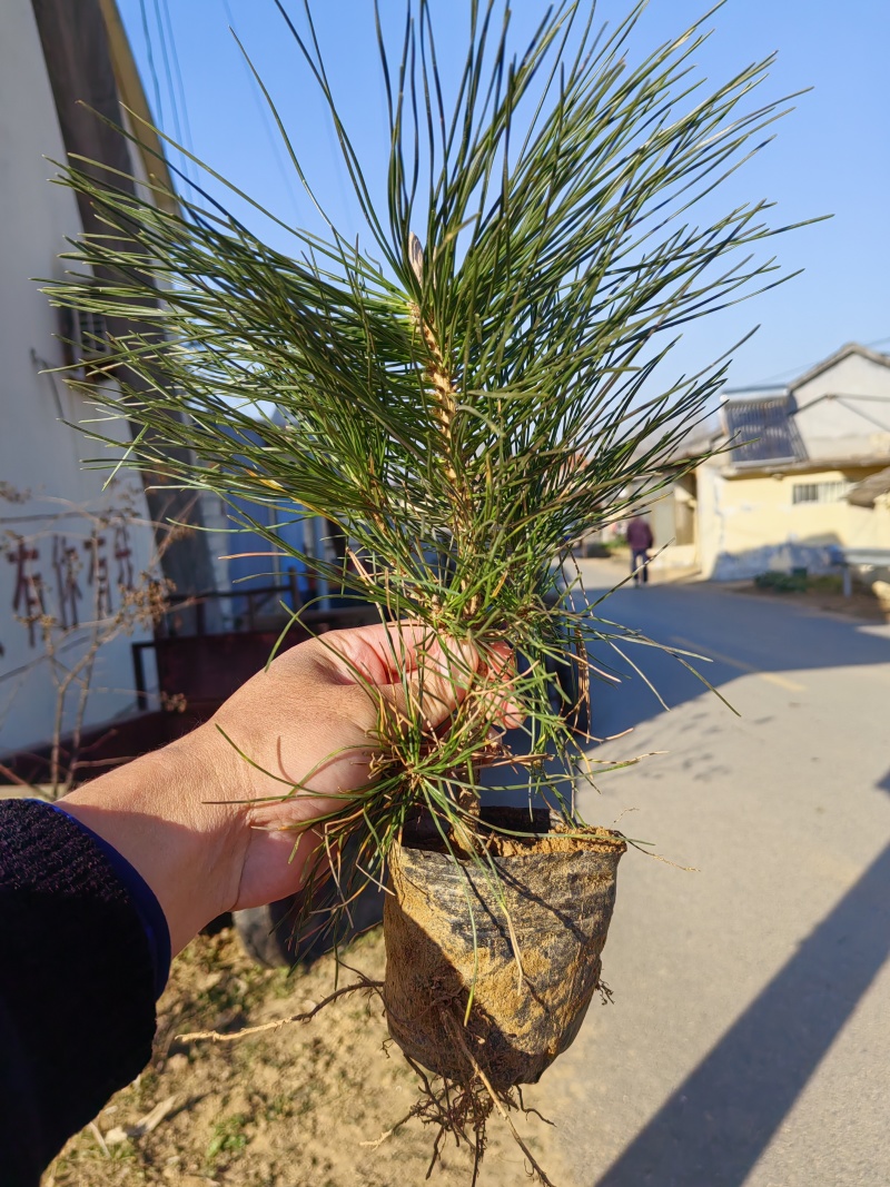 20公分油松小杯苗，30公分油松小苗，40公分油松苗，8