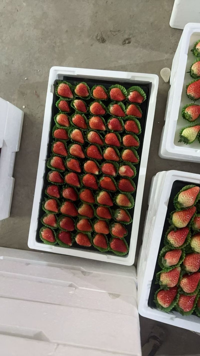 【精品】阜阳天仙醉草莓批量上市诚接商超市场电商