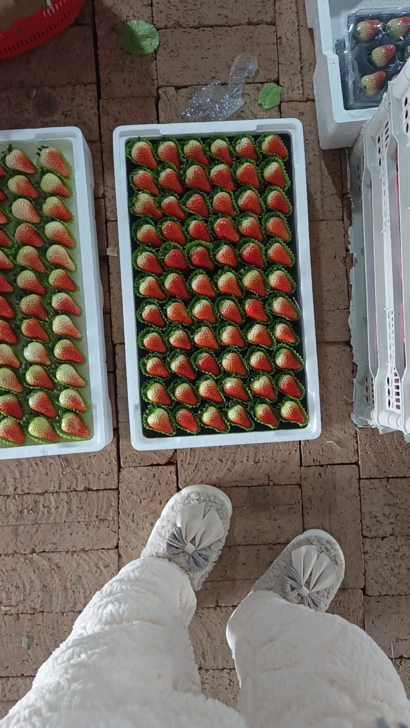 【精品】阜阳天仙醉草莓批量上市诚接商超市场电商