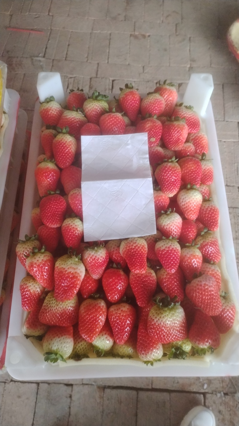 【精品】阜阳天仙醉草莓批量上市诚接商超市场电商