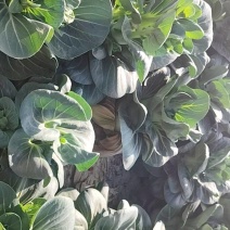 霜打青菜苔，露天种植