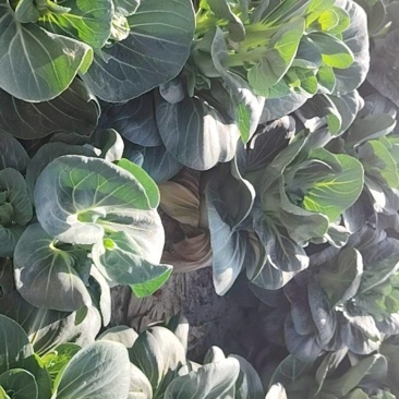 霜打青菜苔，露天种植