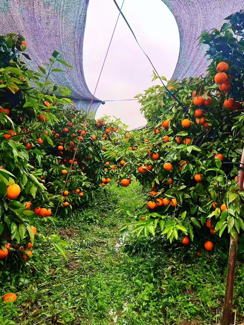 广西桂林沃柑水分足鲜甜大量有货可以当地看货下单各种规格报