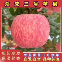 众成三号条纹富士苹果苗品种纯真现起现发货成活率高