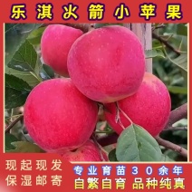 正品乐淇苹果苗火箭苹果苗品种纯真基地现起现发货