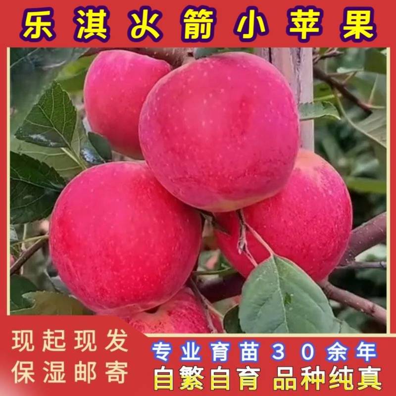 正品乐淇苹果苗火箭苹果苗品种纯真基地现起现发货