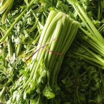山东菏泽定陶黄店镇西芹大量现货电商超市市场货都有。