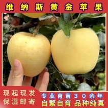 正品维纳斯黄金苹果苗品种纯真基地现起现发货成活率高