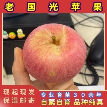 正品国光苹果苗品种纯真树苗基地现起现发货成活率高