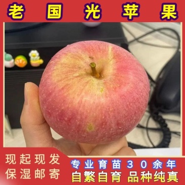 正品国光苹果苗品种纯真树苗基地现起现发货成活率高
