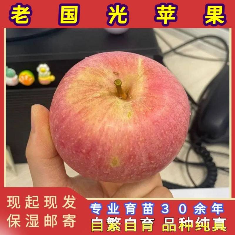 正品国光苹果苗品种纯真树苗基地现起现发货成活率高