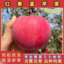 正品耐寒红寒富苹果苗品种纯真基地现起现发货成活率高