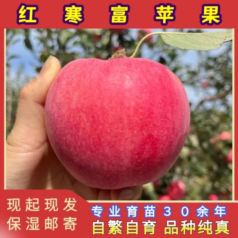 正品耐寒红寒富苹果苗品种纯真基地现起现发货成活率高